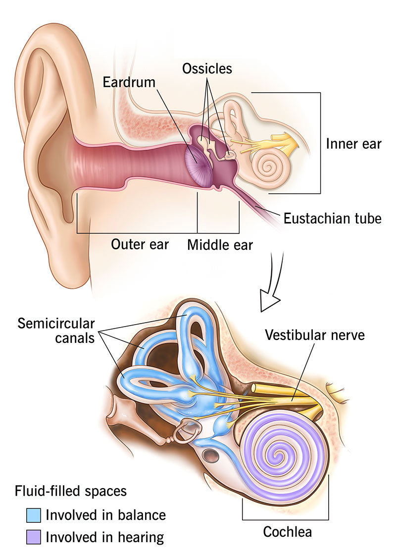 Fresh Ears