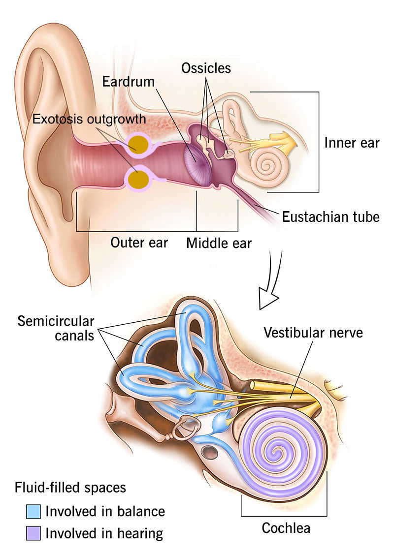 Diagram of the human ear with labeled parts on a white background